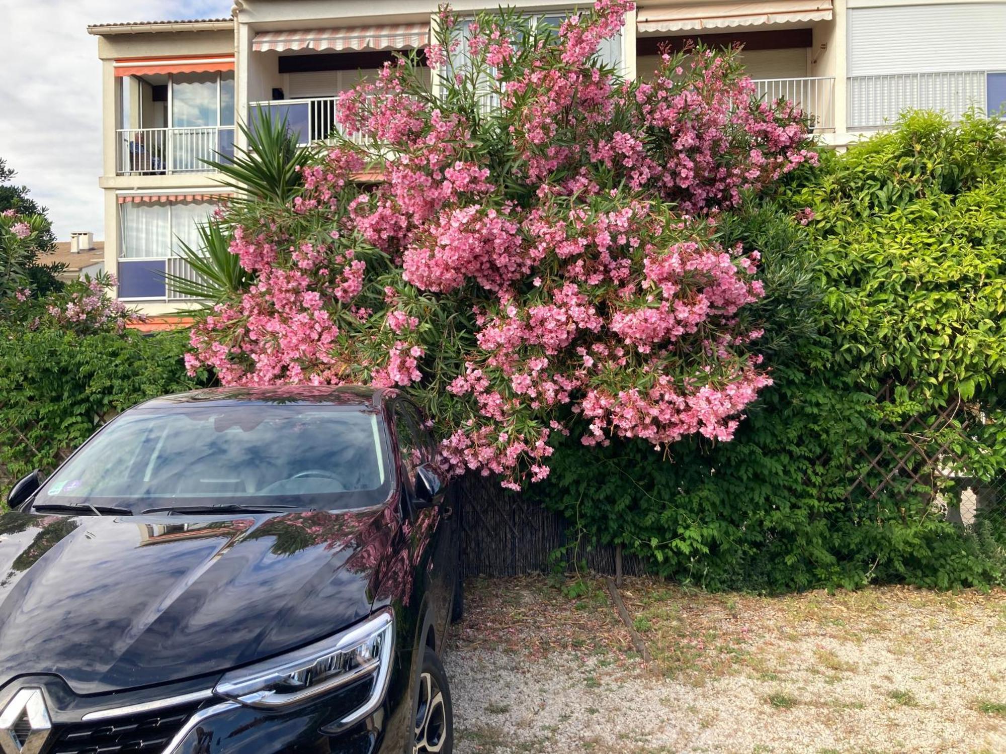 Appartement Marius Le Grau-du-Roi Εξωτερικό φωτογραφία
